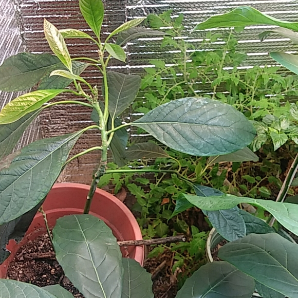 Avocado - Picture 3 of 4